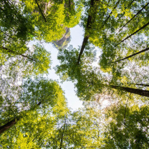 Roadmaps to Nature Positive 720 square 300x300